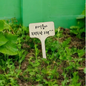 우드 화분 식물 이름표 10개