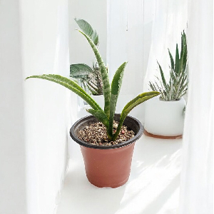 모종포트 모종화분 9cm